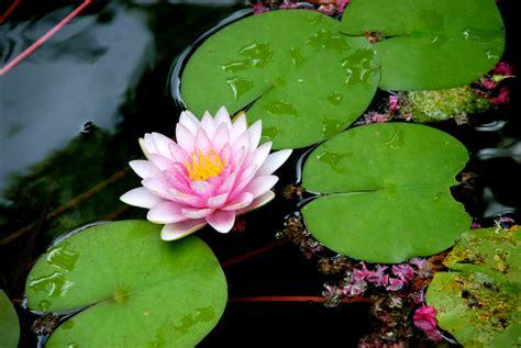 Free photo: Lily Pad Flower - Flower, Lily, Lilypads - Free Download ...