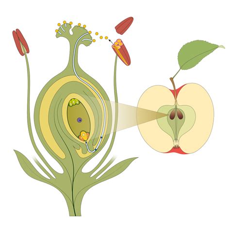 Fruit, seed formation and dispersal — lesson. Science CBSE, Class 7.