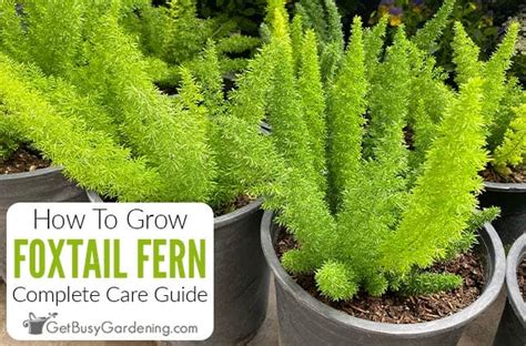 Foxtail Fern Care: How To Grow Asparagus densiflorus 'Myers'