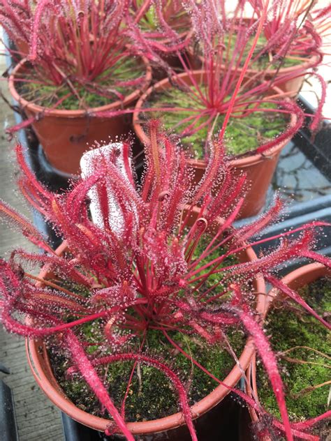 Drosera capensis red (Cape Sundew) for sale - Carnivorous Plant Resource