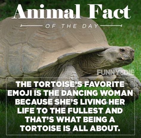 25 Funny Animal Facts That Might Make You Pee a Little