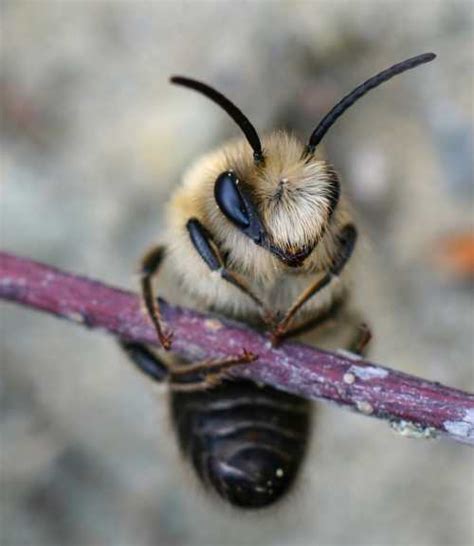 Colletes - Plasterer Bees - Habitat, Foraging, And Species