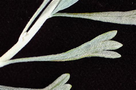 Artemisia tridentata | Landscape Plants | Oregon State University