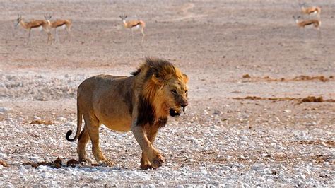 Lion bones weighing 342 kg seized at OR Tambo Airport, Johannesburg ...