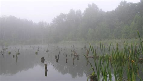 What Is the Human Impact on the Freshwater Biome? | Sciencing