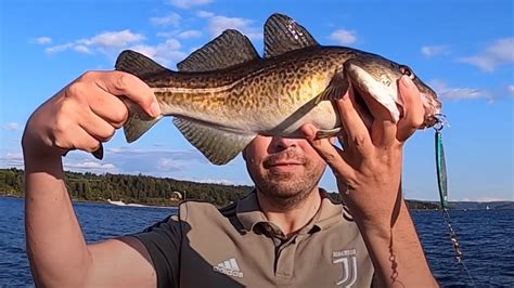 Fin Torsk på sluk - Catch and release - Oslo - Fisketur - Cod - Lysakerfjorden - Norway 2021 ...