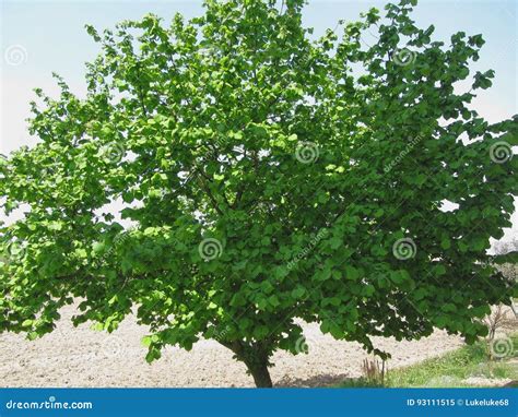 Hazel Tree with Green Leaves Stock Image - Image of botany, nature ...