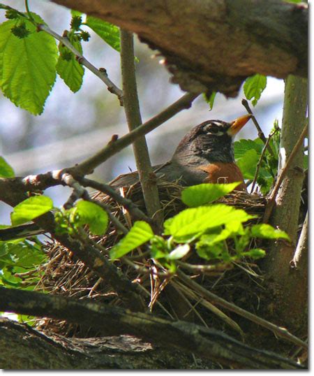 Backyard Bird Cam - American Robin at the nest