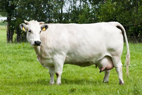 White cow stock photo. Image of milk, cows, calf, animals - 20592284