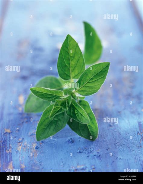 Oregano leaves hi-res stock photography and images - Alamy