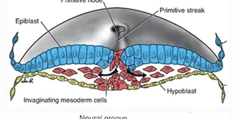 Neurulation Flashcards | Quizlet