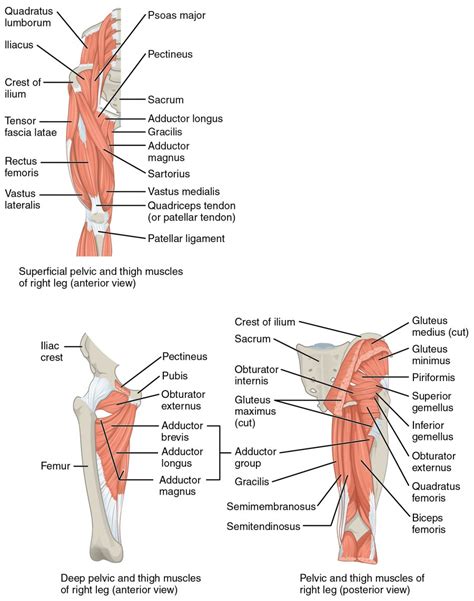 Appendicular Muscles of the Pelvic Girdle and Lower Limbs | Anatomy and Physiology I