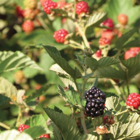 Growing Bramble Fruit - Grit