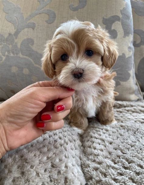 Our cute Maltipoo pups ready FOR SALE ADOPTION from Greenville Ohio @ Adpost.com Classifieds ...