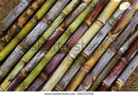 Sugar Cane Varieties Stock Photo (Edit Now) 146321936