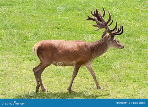 Red Deer with Antlers stock photo. Image of legs, deer - 21584418