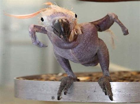 These 17 Bald Animals Will Blow Your Mind