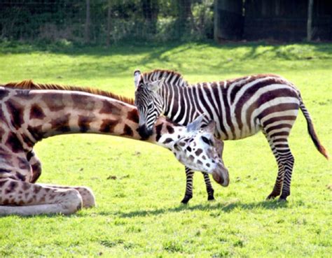 Gerald the giraffe and Zeberdee the zebra are best friends