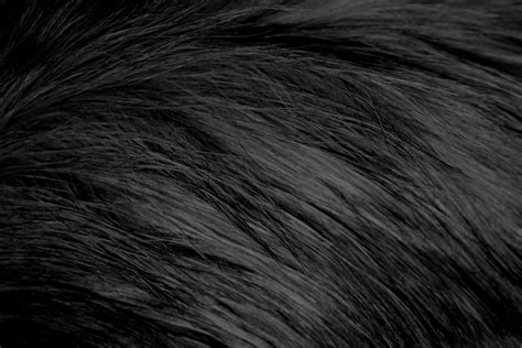 Free picture: long haired, black, cat fur, texture