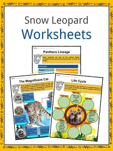 Snow Leopard Facts, Worksheets, Diet, Conservation & Reproduction For Kids