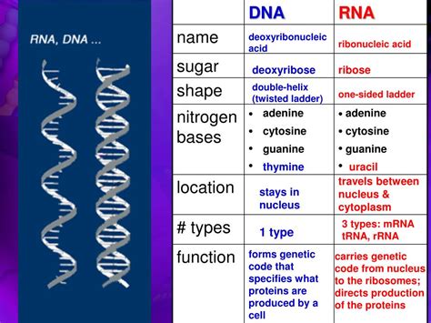 Differences Between Dna And Rna