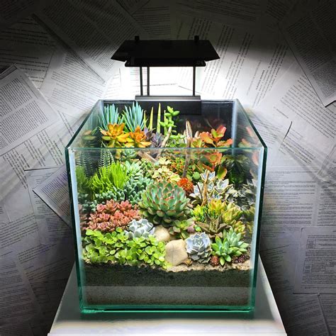 Terrarium planten, Miniatuurtuin, Terrarium