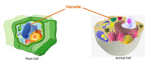 Vacuole In Animal Cell And Plant Cell