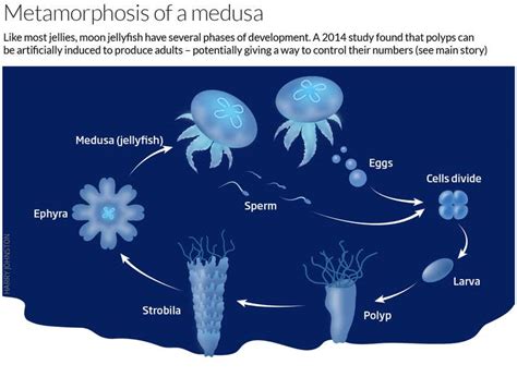 Baby Jellyfish Eggs