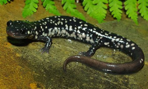 Northern Slimy Salamander - Natural History on the Net