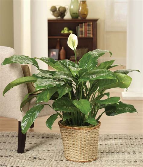 Classic Peace Lily Plant - Bouquet.com