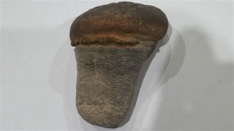 Help with prehistoric tooth - Fossil ID - The Fossil Forum