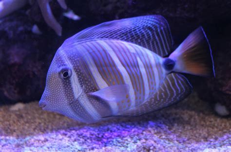 Sailfin Tang (Zebrasoma veliferum) - ZooChat