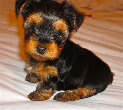 Yorkie Puppies For Sale - Photos All Recommendation