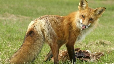 Rabid foxes, skunks and woodchuck spotted in recent weeks