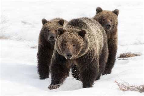 Yellowstone Bears — Blog — Yellowstone & Grand Teton Photography Tours ...