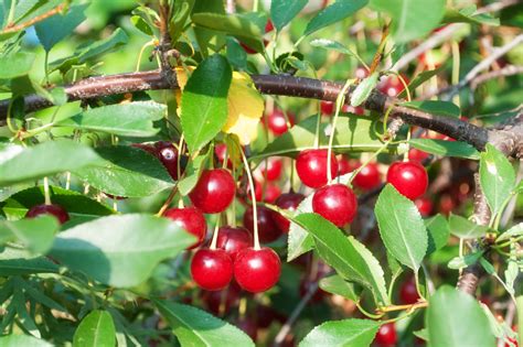 Everything You Need to Know About Bing Cherry Trees - This Old House