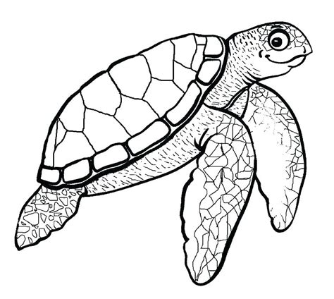 Cute Sea Turtle Drawing | Free download on ClipArtMag