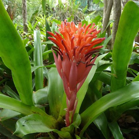 9 Types of Bromeliads for Growing Indoors