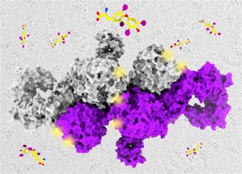 The structure of human thyroglobulin – Rappsilber Laboratory