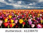 Tulip Field Free Stock Photo - Public Domain Pictures