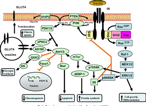 Figure 1 from Insulin signaling in chicken liver and muscle. | Semantic ...