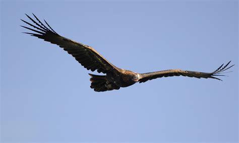 Home - Western Australian Birds of Prey