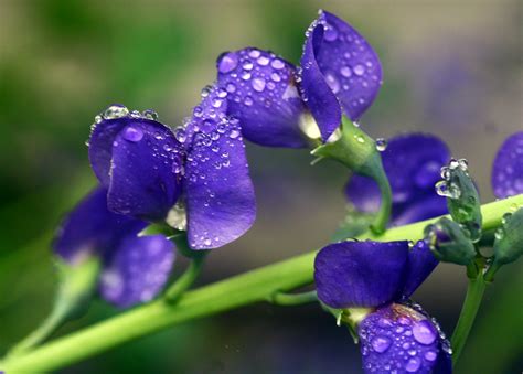 Macro shot of purple flowers HD wallpaper | Wallpaper Flare