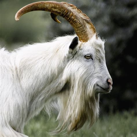 Billy Goat | Ugly animals, Animals beautiful, Goats