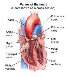 Anatomy and Function of the Heart Valves - Stanford Medicine Children's Health