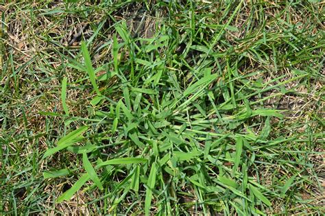 Crabgrass is a grassy weed that emerges from seed.