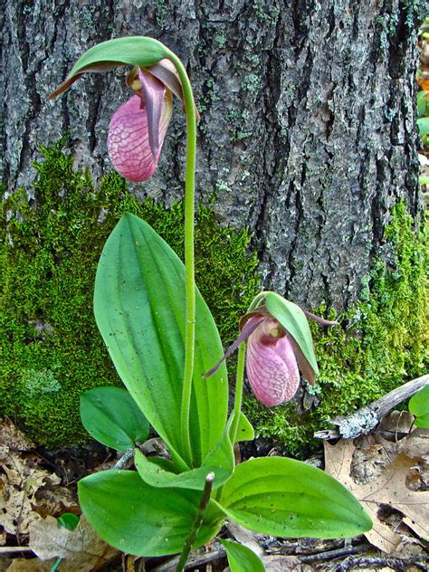 Pink Lady's Slipper Orchid - Cypripedium Acaule Photograph by Mother Nature