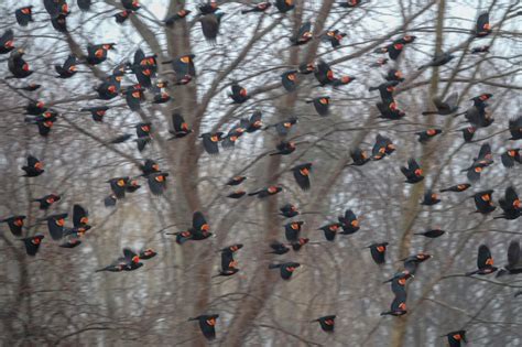 Gale's Photo and Birding Blog: Red-winged Blackbird Migration