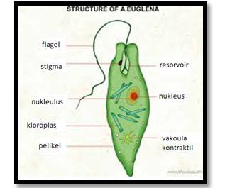 Protista Alga