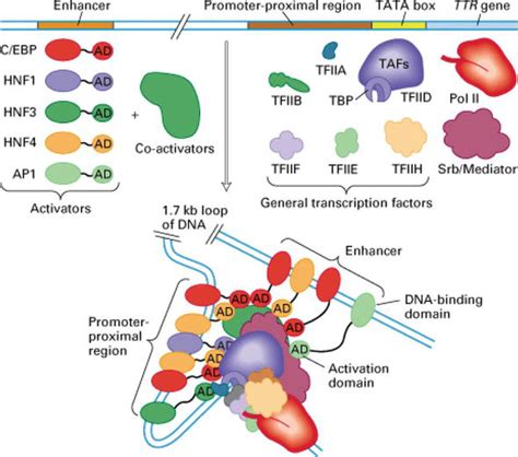 Introductory Chapter: Concepts of Tissue Regeneration | IntechOpen